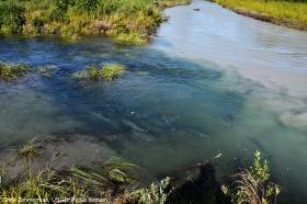 A clear Montana Bill Creek flowing into volcanically silted creek. Coho salmon are seen holding in the clear water area. Aerial surveys were done after the eruption of the Redoubt volcano to determine the condition of fish streams. Chris Zimmerman, USGS. Public domain