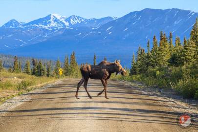 A moose crossing the Denali Highway.