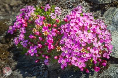 Moss Campion