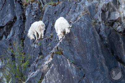 Mountain goats in the Chugach Mountains near Valdez.