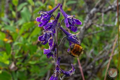 Mountain larkspur