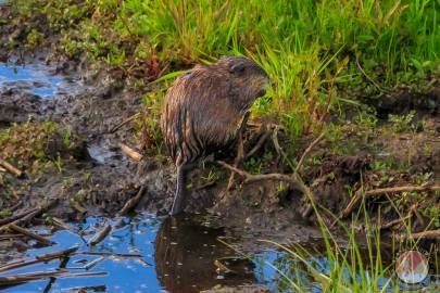 Muskrat