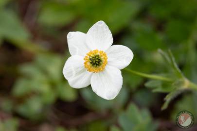 Narcissus-flowered Anemone