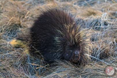 North American Porcupine