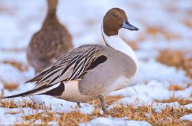 Northern Pintail