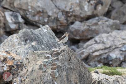 A female northern wheatear in the Shublik Mountains. July 2023.