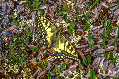 Old World Swallowtail