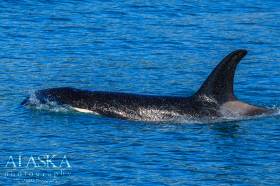 An orca swims along in Kenai Fjords National Park.