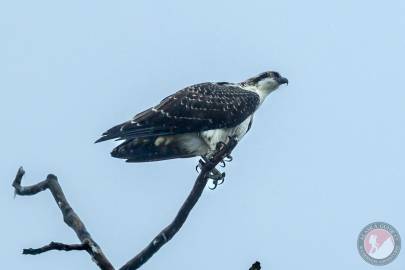 Osprey