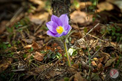 Pasqueflower