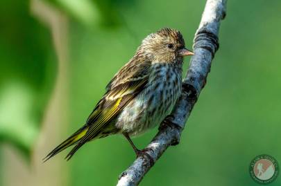 Pine Siskin