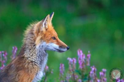 Red Fox