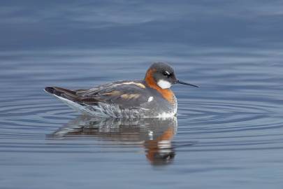 Red-necked Phalarope on Robe Lake, Valdez.