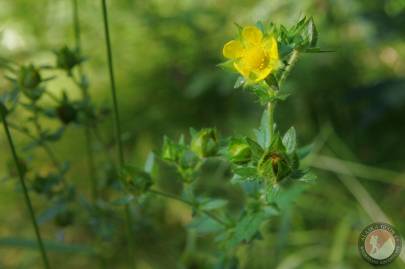 Rough Cinquefoil