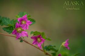 Salmonberry