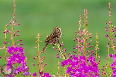 Savannah Sparrow sits, singing on Fireweed along Duck Flats, Valdez, Alaska.