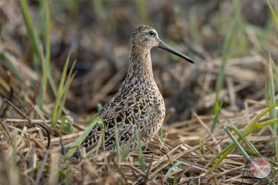 Short-billed Dowitcher