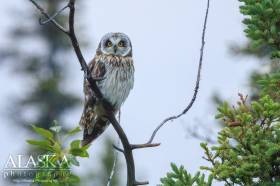 A Short-eared Owl sits in the top of a small dead cottonwood outside of Glennallen.