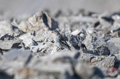 Juvenile snow bunting above Northernmost Glacier in the Shublik Mountains. July 2023.