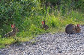 Snowshoe hares feed along side the road in Denali National Park and Preserve.