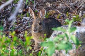 A snowshoe hare sits beneath the cover a the branches of a spruce tree in Denali National Park.