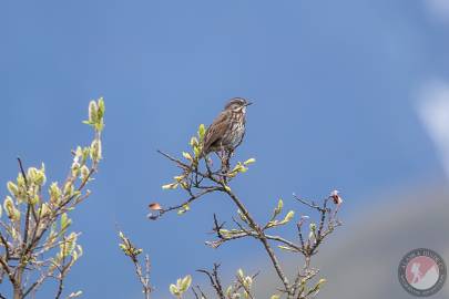 Song Sparrow