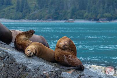 Steller sea lions on Middle Rock, Valdez, Alaska.