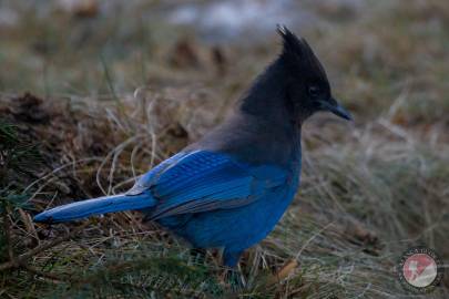 Steller's Jay