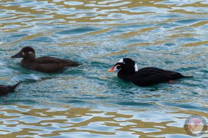 Surf scoters swimming in Lutak Inlet, Haines, Alaska.