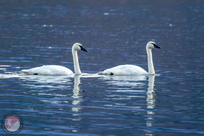 Trumpeter swans swim across Robe Lake, Valdez, Alaska.