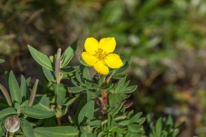 Tundra Rose growing along Savage Alpine Trail in Denali NP.