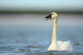 Tundra Swan