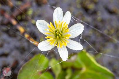 White Marsh Marigold