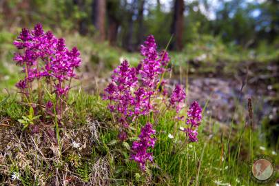 Whorled lousewort