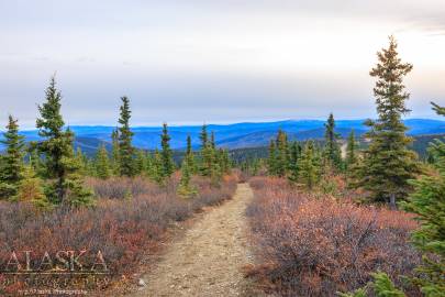 Looking down the Wickersham Dome Trail towards the trail head.