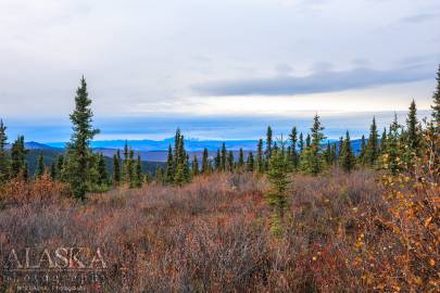 The spruce forest at beginning of the Wickersham Dome trail.