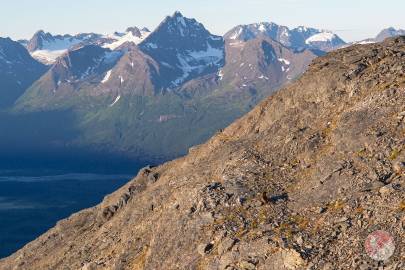 A Wolverine runs along West Peak with Mount Francis in the background.