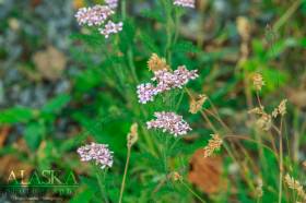 Pink Yarrow growing along the path to Worthington Glacier.