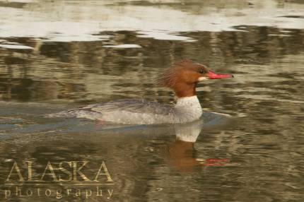 A merganser hen swims along the Chilkat River.