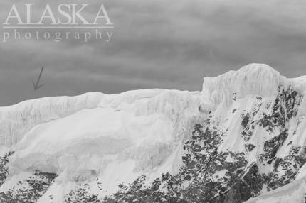 Four climbers make their way across Crosson Ridge towards Mt Foraker.