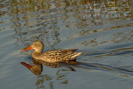 A Northern Shoveler swims in the ponds near Goldstream Creek.