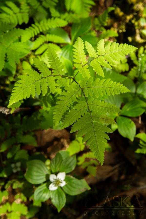 This oak fern was found in the forest above Keystone Canyon, near Valdez.