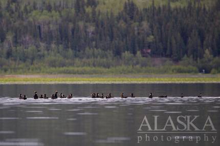 A flock of surf scoters swim on Quartz Lake after 10pm in late June.