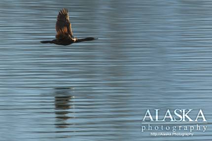 A Pelagic Cormorant flies above the surface of Shoup Bay.