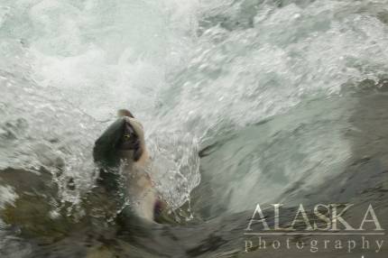 Sockeye try to climb through the weir at Solomon Gulch, Valdez.