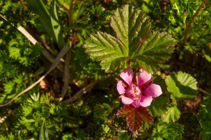 The nagoon or nagoonberry (rubus arcticus), a name which comes from the Tlingit word for it neigÃƒÂ³on.