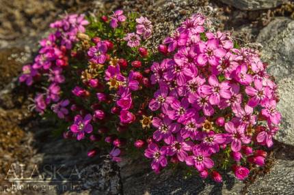 Moss Campion growing on Thompson Pass, near Valdez.