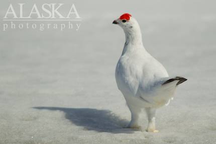 A willow ptarmigan near Haines Summit.