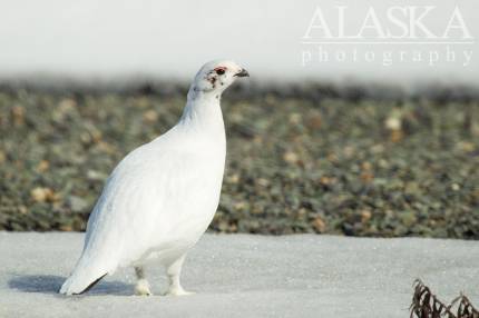 A female or hen willow ptarmigan in winter plumage.