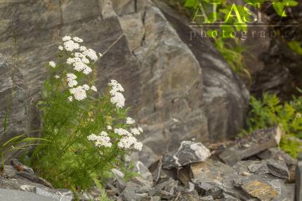 Yarrow grows in the mountain side near Valdez Glacier.